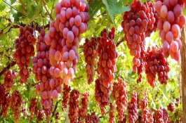 中国中原地区种植葡萄始于什么朝代，葡萄的种类