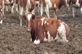 1500斤西门塔尔牛能出多少肉，农村养牛催肥秘方