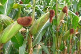 粉红色多肉植物有哪些品种