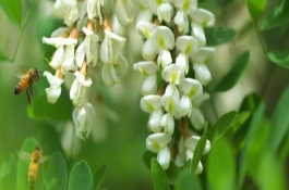槐花蜜和荆条蜜哪个好