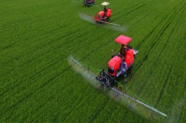 大面积种植芹菜，是直播高产还是育苗移栽高产