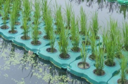 水上种水稻用的什么材料，水上种植水稻需要用到什么设备