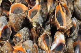 海螺一年能长多大，养殖一亩海螺的年利润是多少