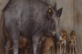 现在养殖野猪有销路吗，野猪养殖赚钱吗