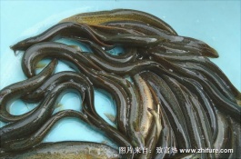 怎样养殖黄鳝，黄鳝的放苗