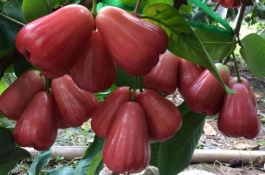 有哪些好吃的橘子品种