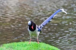 夏天如何养寿带鸟