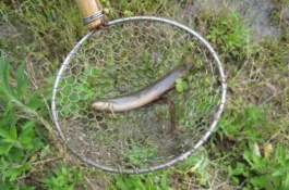 泥鳅一斤多少钱，泥鳅养殖前景分析