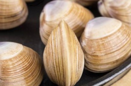 蛤蜊产地在哪里，蛏子养殖前景分析