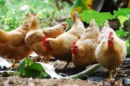 三黄鸡的产地在哪里，三黄鸡养殖赚钱吗