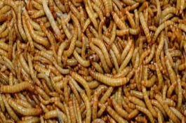 面包虫可以生吃吗，面包虫干品可以生吃