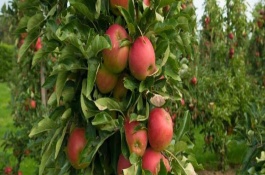 什么苹果树品种好