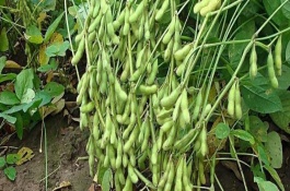 中国最早栽培的两种农作物是什么，最早种植大豆的国家是