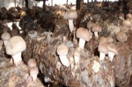 香蕈是什么菜