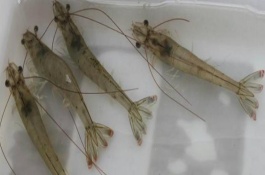 大蒜素治对虾白便的作用，对虾得了白便需要注意什么
