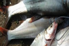 翘嘴鱿鱼的产地在哪里,翘嘴鲌鱼的产地在哪