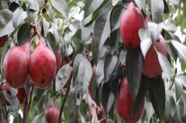 红啤梨一斤多少钱,红啤梨的营养价值