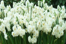 水仙花中毒的症状，水仙花能在家里养吗