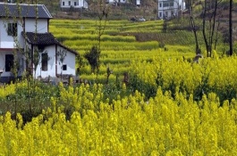 樱桃苗种植前景如何，樱桃苗的种植技术