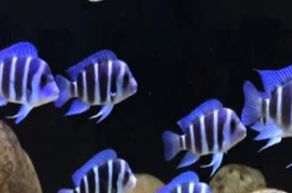 慈鲷的产地在哪里,维多利亚湖慈鲷