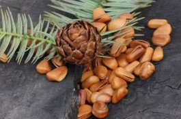 松子的主要产地在哪里,常见的松子是哪几种