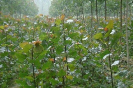杨树苗地用什么除草剂除草，杨树苗地除草剂用法用量