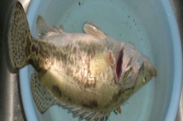 桂花鱼苗10尾左右的价格是多少，桂花鱼养殖成本利润分析