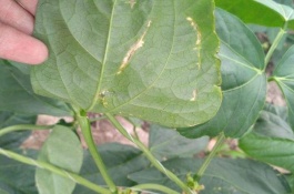 豇豆有哪些品种,精益506