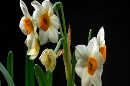 水仙花怎么催芽，水仙花如何养护