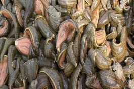 养殖水蛭投资多少钱，养殖水蛭能赚多少钱