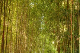 珍稀观赏竹种龟甲竹市场价多少钱一棵，龟甲竹的市场价格