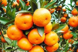 哪一种线椒产量高,娇丽818