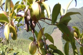什么油茶品种产量高，大果红花油茶