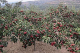 秋天可以种什么果树