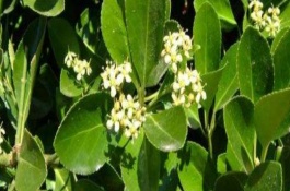 大叶黄杨球苗的价格是多少,大叶黄杨球苗价格多少钱一棵