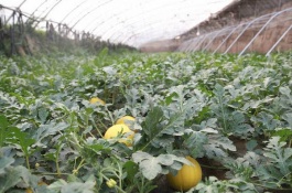 羊角甜瓜一斤多少钱，羊角蜜甜瓜要削皮吃吗