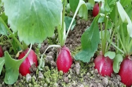 樱桃萝卜的市场价格是多少，樱桃萝卜的市场价格