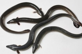 黄鳗产地分布在哪里,黄鳗的特点