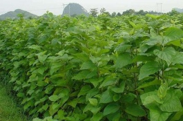 农村种植的桑树也有桑树，这种桑树有药用价值吗