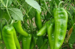 二荆条辣椒苗的价格是多少,二荆条辣椒苗如何培育