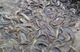 清远鸡一斤多少钱,清远鸡价格多少钱一斤