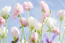 五星花的产地在哪里,五星花产地在哪