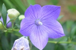 温室种什么药材最赚钱，金线莲种植