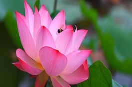 这些花除了好看还能创业赚钱