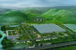 蟠桃品种哪个最好最甜，36-5油蟠