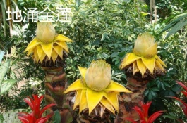 有哪些适合室内养殖的植物和花卉