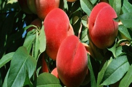 南部县农村种什么水果最赚钱，金秋砂糖桔