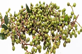 青花椒如何施肥，新芽出芽期