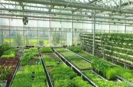 现代农业大棚在农作物的种植上有哪些优势，农作物的种植
