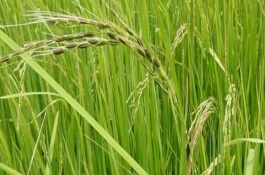 什么是杂草稻主要分布在哪些地区，杂草稻危害最严重的地区有哪些
